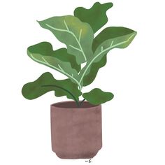 a potted plant with green leaves in it