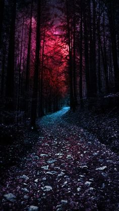 a path in the middle of a forest with red and blue light coming from it