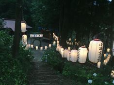 many lanterns are lit up in the woods