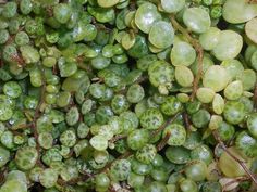 green grapes are growing on the vine