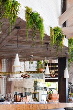 a bar with plants hanging from it's ceiling and wine glasses on the counter