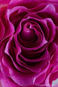 a close up view of a pink rose with very large petals and the center is slightly open