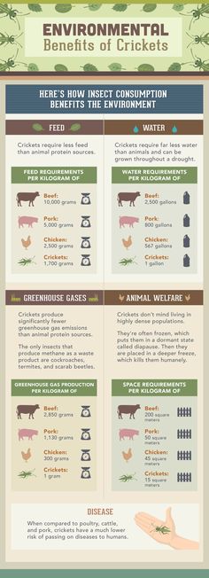 the environmental benefits of chickens info