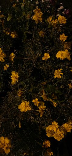 a bunch of yellow flowers in the dark