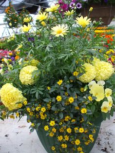 a vase filled with yellow and white flowers on top of a cement floor covered in dirt