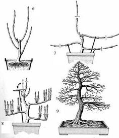 four different types of bonsai trees