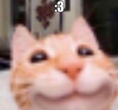 an orange and white cat smiling with the caption'3'in front of it