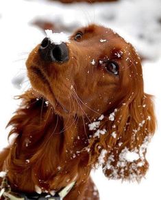 a dog is looking up at the sky with snow all over it's face