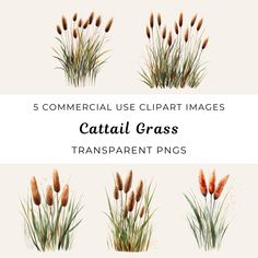 the 5 commercial use clipart images of cattails grass for transparent and pngs