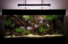 an aquarium with plants and fish in it