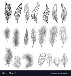 different types of feathers on a white background