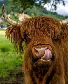 a brown cow with long horns standing on top of a lush green field next to a tree