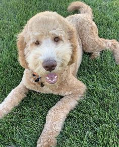 a brown dog laying on top of a lush green grass covered field with its tongue out