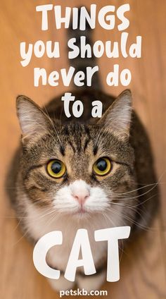 A tabby and white cat sitting and staring up at the camera lens. Annoyed Cat, Owning A Cat, Cat Help, Cat Training, Cat Facts