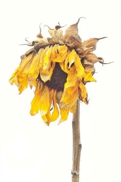 a sunflower is shown against a white background