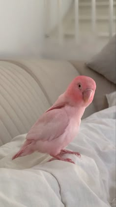 a pink bird sitting on top of a white bed