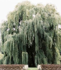 an outdoor ceremony setup with wooden chairs and willow trees