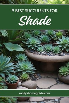 the best succulents for shade are in this garden and they're easy to grow