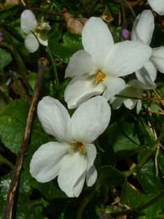 three white flowers with green leaves in the background