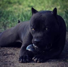 a black dog laying on the ground with a ball in its mouth