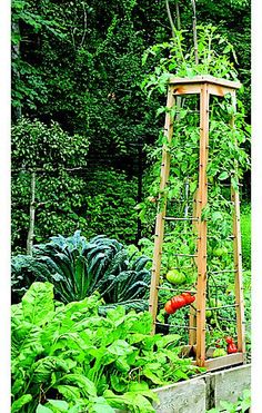 a garden filled with lots of green plants next to tall wooden structures in the woods