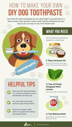 how to make your own diy dog toothpaste for dogs and puppies