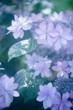 purple flowers with green leaves in the foreground