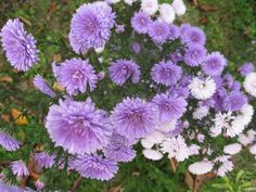 purple and white flowers are growing in the grass