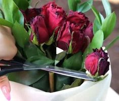 1M views · 4.9K reactions | Rosy results! Secrets of growing picture-perfect roses! | Rosy results! Secrets of growing picture-perfect roses! | By 5-Minute Crafts | Facebook