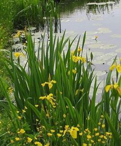 yellow flowers are growing in the water near green grass and lily pads on the bank