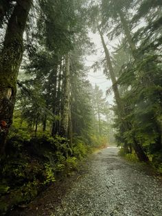 a dirt road surrounded by tall trees in the middle of a lush green forest on a foggy day