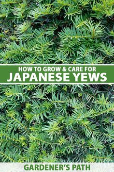 the words how to grow and care for japanese yekes in front of a green background