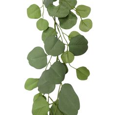 a plant with green leaves is shown against a white background