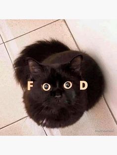 a black cat with the word fod spelled on it's face