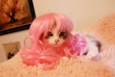 a cat with pink hair laying on top of a bed