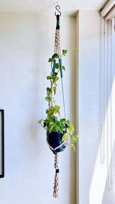 there is a plant hanging on the wall