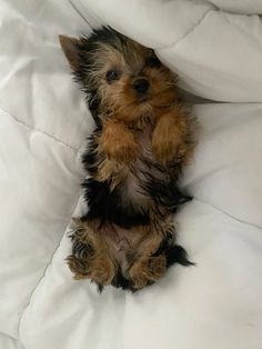 a small brown and black dog laying on top of a white bed sheet covered in blankets