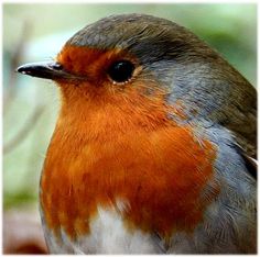 a close up of a bird with orange and gray feathers