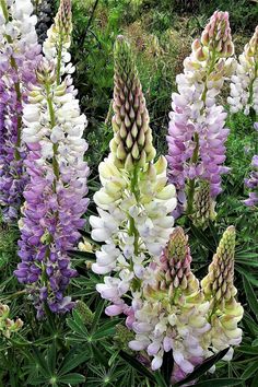 purple and white flowers blooming in a garden