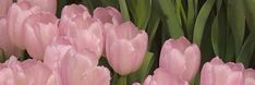 pink tulips with green stems in the foreground