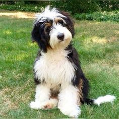 a black and white dog sitting in the grass