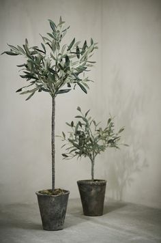 two potted olive trees sitting next to each other