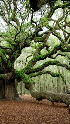 an old tree with moss growing on it's branches in a forest filled with leaves