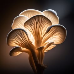 a close up of a mushroom lamp on a dark background