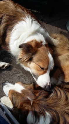 two brown and white dogs laying next to each other on the ground with their eyes closed