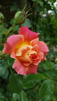 an orange and pink rose with green leaves