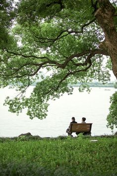 two people sitting on a bench under a large tree near the water's edge