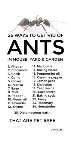 the 25 ways to get rid of ants in house yard and garden