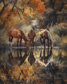 three horses drinking water from a pond surrounded by trees in the fall time with orange leaves