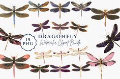 dragonflys and other insect species with the words dragonfly written below them